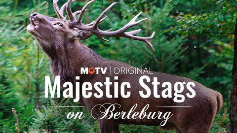 Majestic Stags in Berleburg