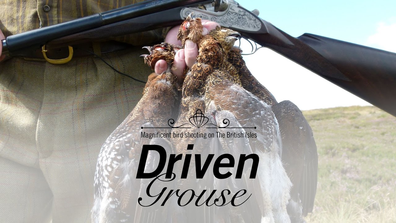 Driven Grouse