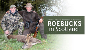 Roebucks in Scotland